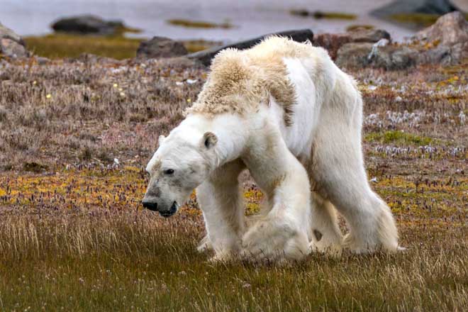 Gấu Bắc cực teo tóp thảm hại lết đi kiếm ăn: Sao không ai cứu? - 1