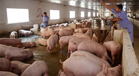 Cục Chăn nuôi: Đừng mơ lợn hơi quay về giá 45-50.000 đồng/kg như trước - 1