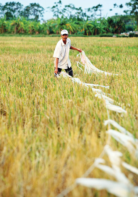 Nhộn nhịp mùa “quay” châu chấu ở Thủ đô - 2