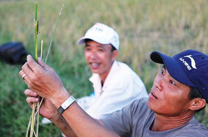 Nhộn nhịp mùa “quay” châu chấu ở Thủ đô - 3