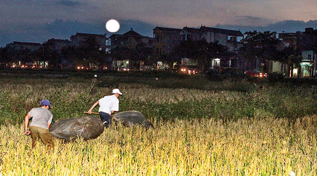 Nhộn nhịp mùa “quay” châu chấu ở Thủ đô - 4