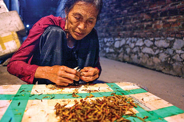 Nhộn nhịp mùa “quay” châu chấu ở Thủ đô - 5