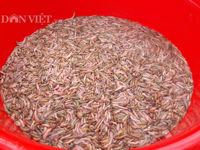 Vớt "rồng đất" nổi lúc nhúc mà có tiền tỷ - 2