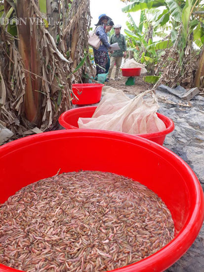 Vớt "rồng đất" nổi lúc nhúc mà có tiền tỷ - 3