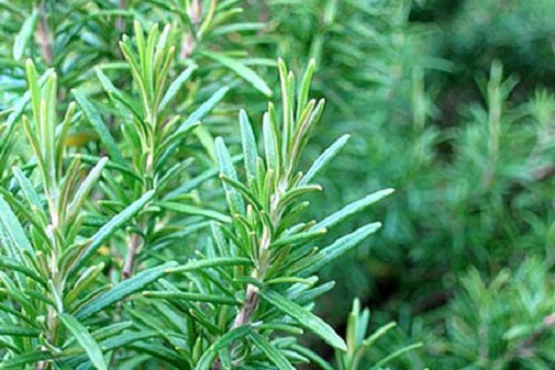 8 loại gia vị tăng dinh dưỡng cho món ăn - 2