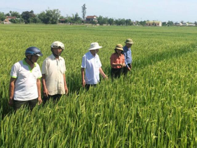 Triết lý ”6 cây 2 con” ở Quảng Trị: Trồng lúa sạch, dược liệu giá cao
