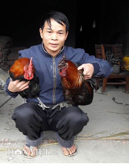 Chàng trai Nùng ăn nên làm ra nhờ 2.000 gà Mông đặc sản - 1