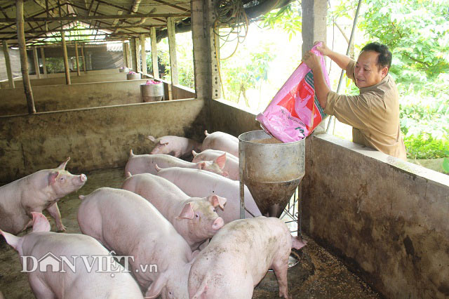 Giá lợn hơi hôm nay 15.12: Tăng lên 34.000 đồng/kg, nông dân khấp khởi hi vọng vụ Tết - 1
