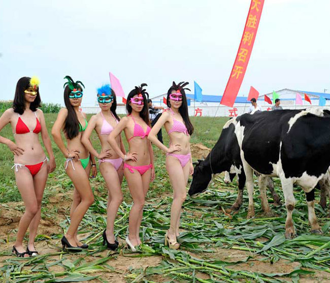 Các cô gái mặc bikini cho bò sữa ăn cỏ và tạo dáng cùng bò sữa. 