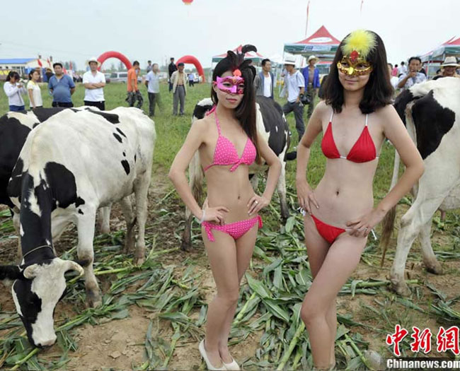 Cuộc thi Hoa hậu Bò sữa từng gây xôn xao ở Trung Quốc. 