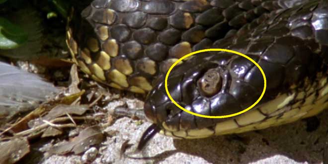 Loài vật khiến hầu hết rắn hổ kịch độc mù mắt trên đảo Úc - 1