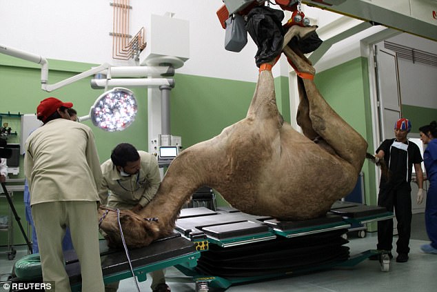 Bệnh viện xây hết 250 tỉ đồng chỉ để chăm lạc đà ở Dubai - 1