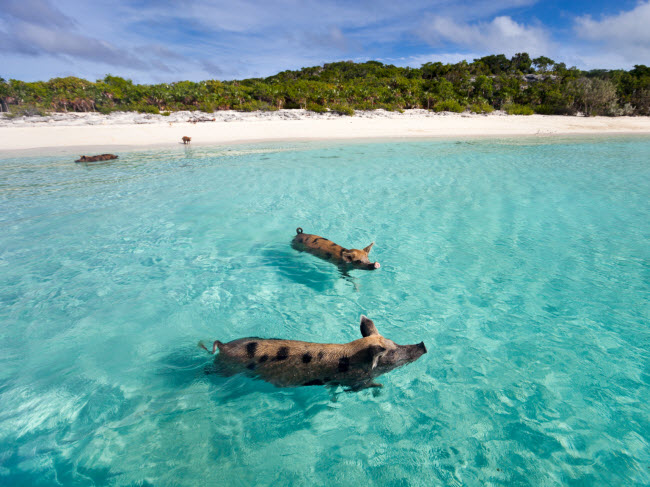 Exuma, Bahamas: Khu du lịch này bao gồm hơn 365 hòn đảo và tới đây, du khách có thể bơi cùng lợn trên bãi biển nổi tiếng Big Major Cay.