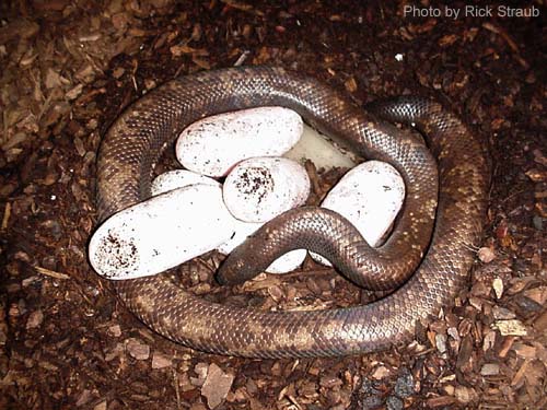 Loài trăn khó đánh bại nhất hành tinh - 3