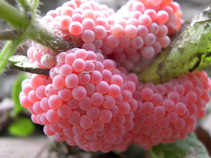 "Điểm mặt" 5 loài sinh vật ngoại lai gây mối nguy cao - 5