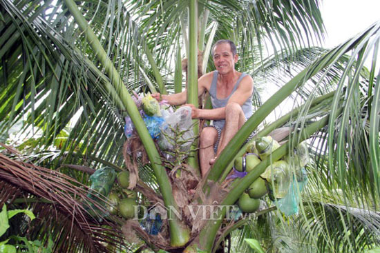 Bỏ ăn, bỏ ngủ ngồi trên cây, U60 &#39;nặn&#39; dừa hồ lô lạ mắt bán Tết 2018 - 2