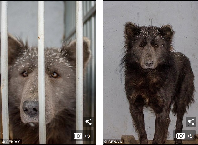 Sinh vật bí ẩn thân chó, mặt gấu lang thang trên phố ở Nga - 1