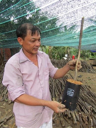 Ươm 30 vạn mít Thái siêu sớm, lãi 1,5 tỷ/năm - 1