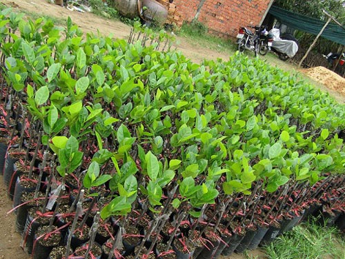 Ươm 30 vạn mít Thái siêu sớm, lãi 1,5 tỷ/năm - 2