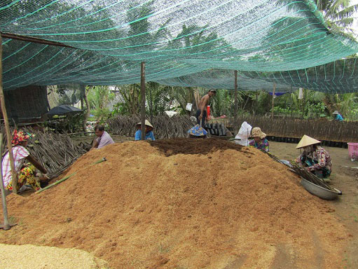 Ươm 30 vạn mít Thái siêu sớm, lãi 1,5 tỷ/năm - 3