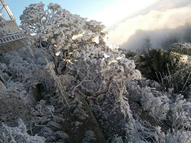 Sáng nay (19/12), đỉnh Fansipan (Lào Cai) bất ngờ khoác lên mình một diện mạo mới.