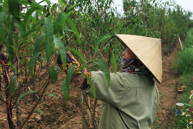 Đào Nhật Tân “bung lụa”, nhắc người Hà Nội Tết đã cận kề - 10