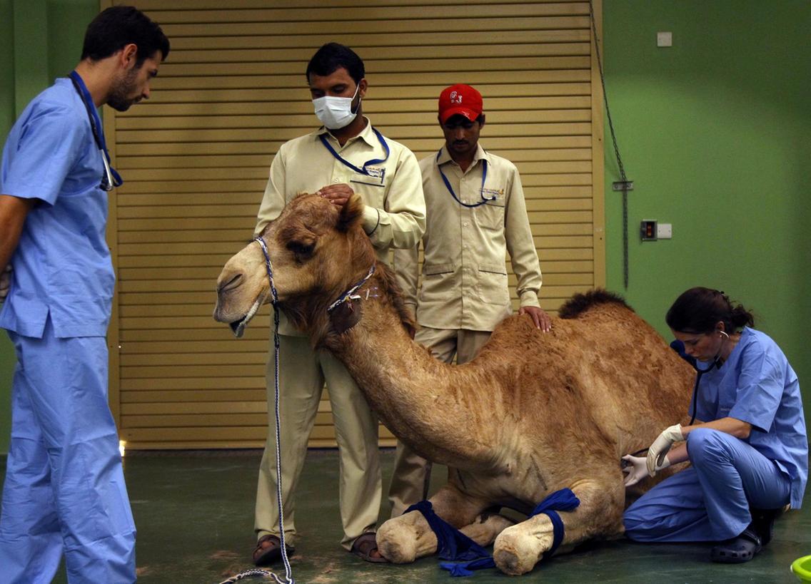 Đẳng cấp Dubai: Bệnh viện siêu đắt dành cho...lạc đà, phẫu thuật 1 lần hết gần 23 triệu - 1