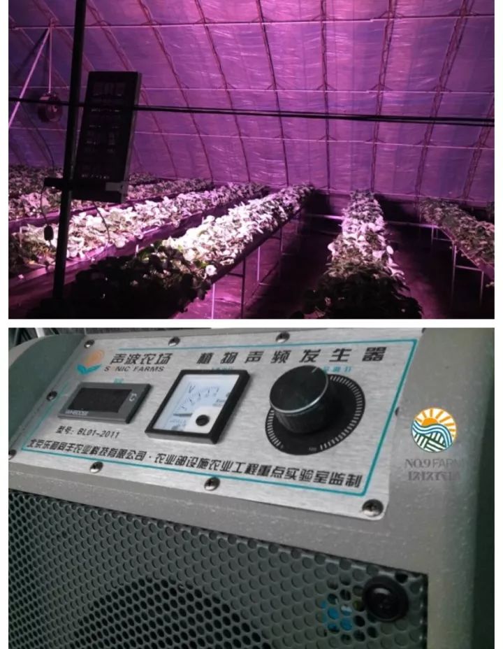 Phát "sốt" với giống dâu "quý tộc" được nghe nhạc ban ngày, chiếu sáng ban đêm - 5