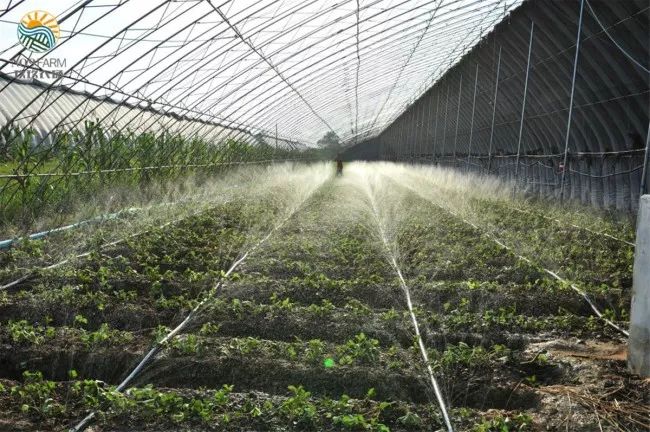 Phát "sốt" với giống dâu "quý tộc" được nghe nhạc ban ngày, chiếu sáng ban đêm - 4