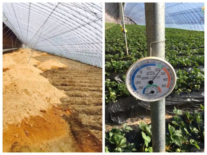 Phát "sốt" với giống dâu "quý tộc" được nghe nhạc ban ngày, chiếu sáng ban đêm - 3