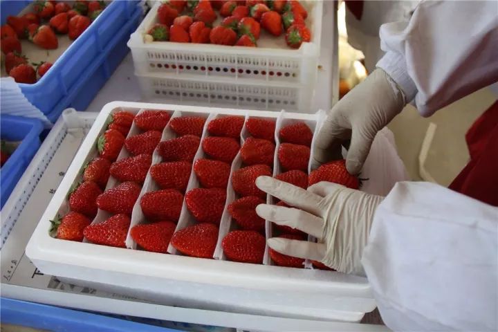 Phát "sốt" với giống dâu "quý tộc" được nghe nhạc ban ngày, chiếu sáng ban đêm - 6