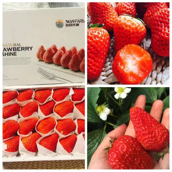 Phát "sốt" với giống dâu "quý tộc" được nghe nhạc ban ngày, chiếu sáng ban đêm - 7