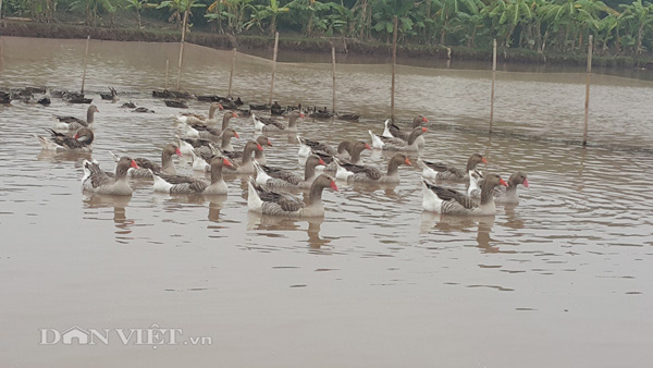 Nuôi con gì bán Tết: Ngỗng trời giá tiền triệu, chưa Tết đã &#34;cháy&#34; hàng - 3