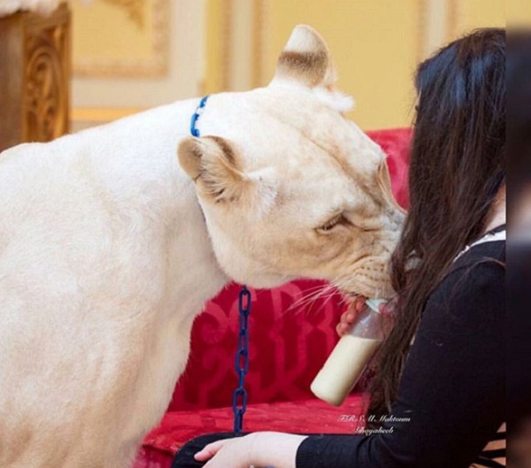 Những điều mọi người thường lầm tưởng về Dubai xa hoa - 6