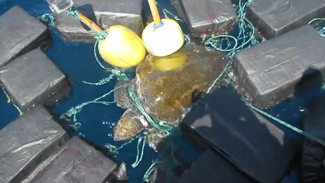 Bắt quả tang rùa biển vận chuyển gói hàng cấm trị giá nghìn tỉ đồng - 1