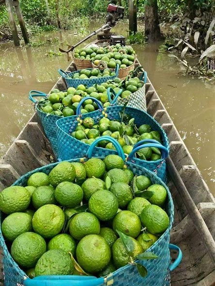 Cho 3 cây chung 1 “nhà”, tưởng dở hơi mà tiền lời gấp bội - 4