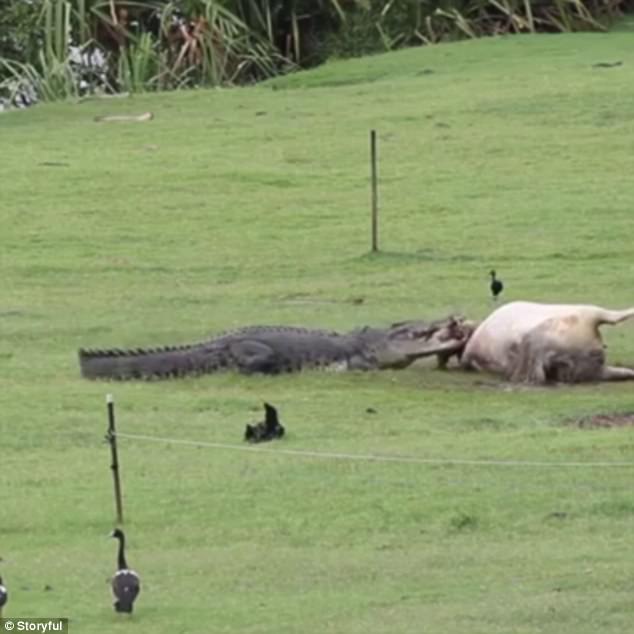 Úc: Cá sấu khổng lồ &#34;hồn nhiên&#34; ăn một con bò trong vườn - 1