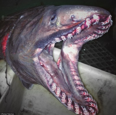 Bắt được hàng loạt “cá ngoài hành tinh” dưới đáy biển sâu - 1