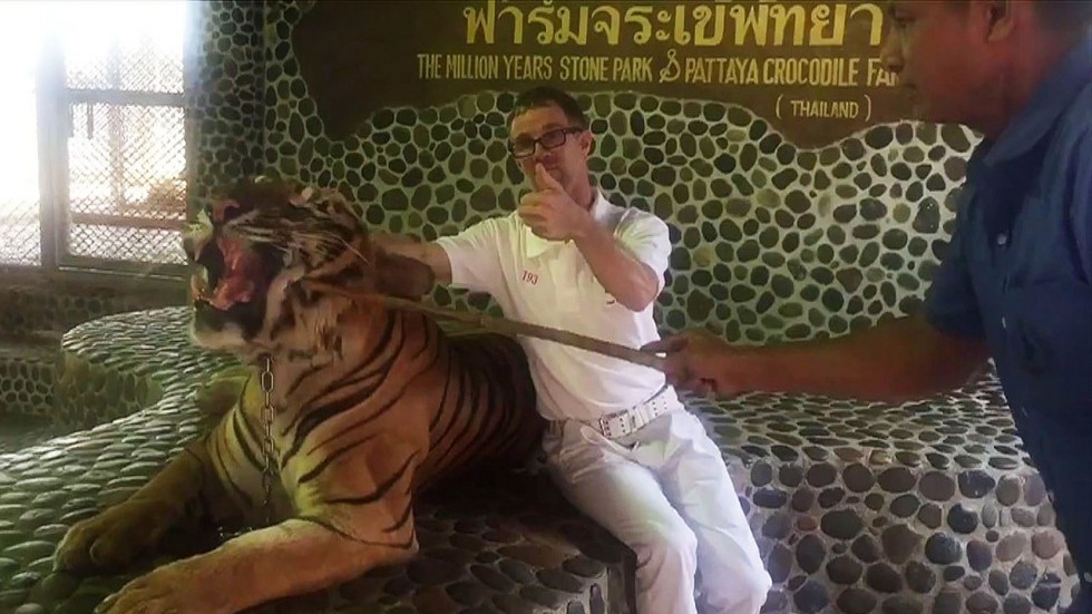 Thái Lan: Hổ nằm bất lực cho người cầm gậy chọc trăm lần vào mặt - 1
