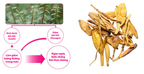 Đường huyết cao đến mấy cũng về ngưỡng an toàn nhờ vị thuốc dân gian tưởng là cây cảnh - 2