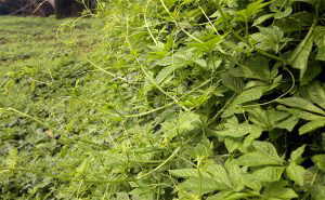 Đường huyết cao đến mấy cũng về ngưỡng an toàn nhờ vị thuốc dân gian tưởng là cây cảnh - 3