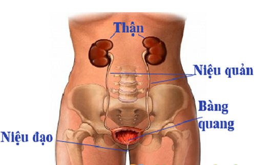 Chữa tiểu đêm nhiều lần, uống gì hiệu quả? - 1