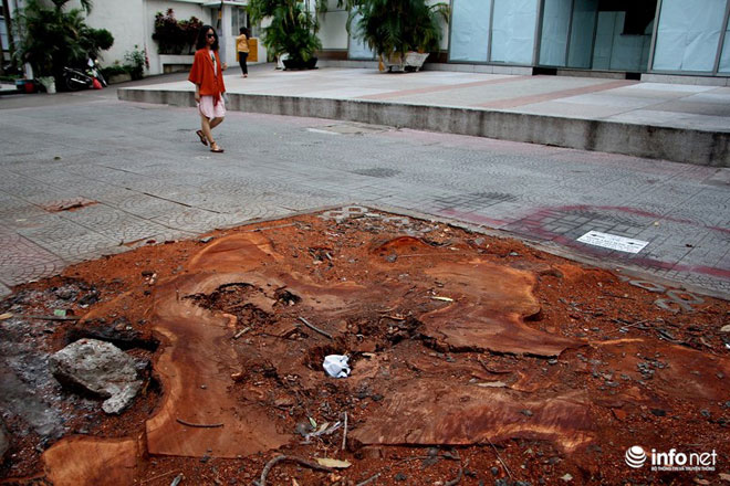 TP.HCM chặt bỏ số lượng lớn xà cừ trên đường Tôn Đức Thắng - 1