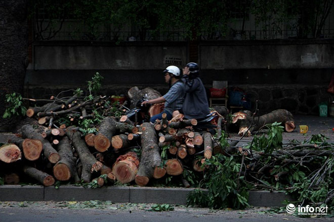 TP.HCM chặt bỏ số lượng lớn xà cừ trên đường Tôn Đức Thắng - 2