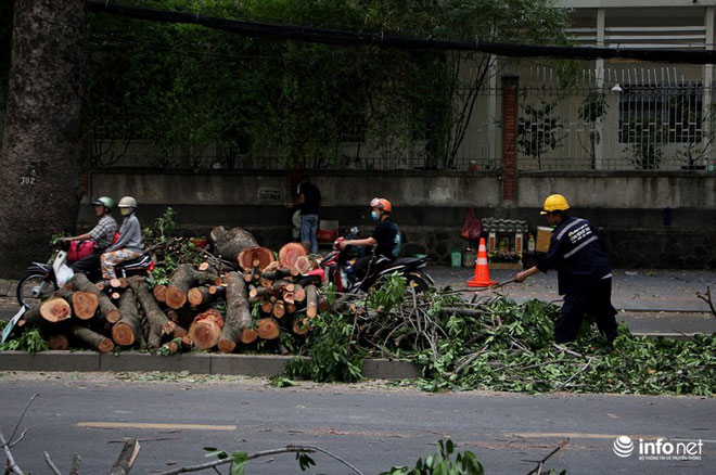 TP.HCM chặt bỏ số lượng lớn xà cừ trên đường Tôn Đức Thắng - 5