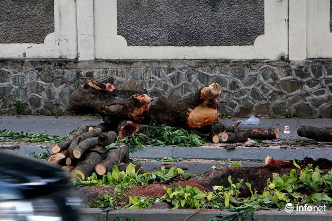 TP.HCM chặt bỏ số lượng lớn xà cừ trên đường Tôn Đức Thắng - 6