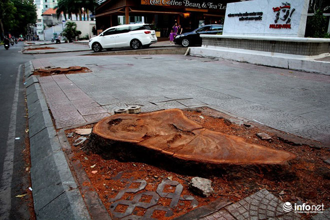 TP.HCM chặt bỏ số lượng lớn xà cừ trên đường Tôn Đức Thắng - 9