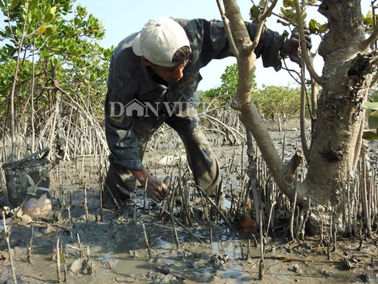 &#34;Săn&#34; đặc sản tên ngán ăn hoài không chán trên đảo Quan Lạn - 4