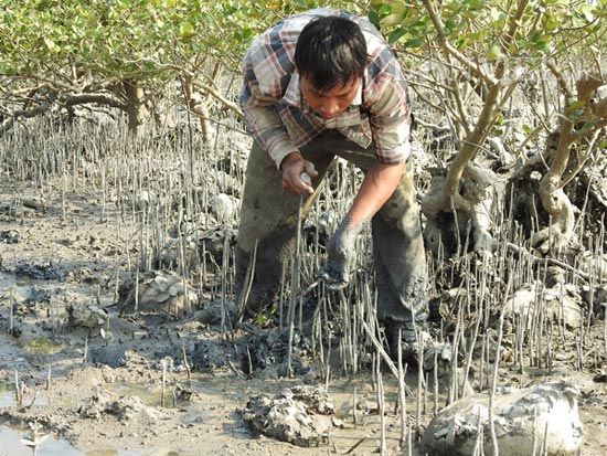 &#34;Săn&#34; đặc sản tên ngán ăn hoài không chán trên đảo Quan Lạn - 6