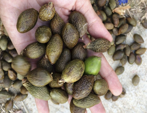 Bài thuốc chữa khàn tiếng - 1